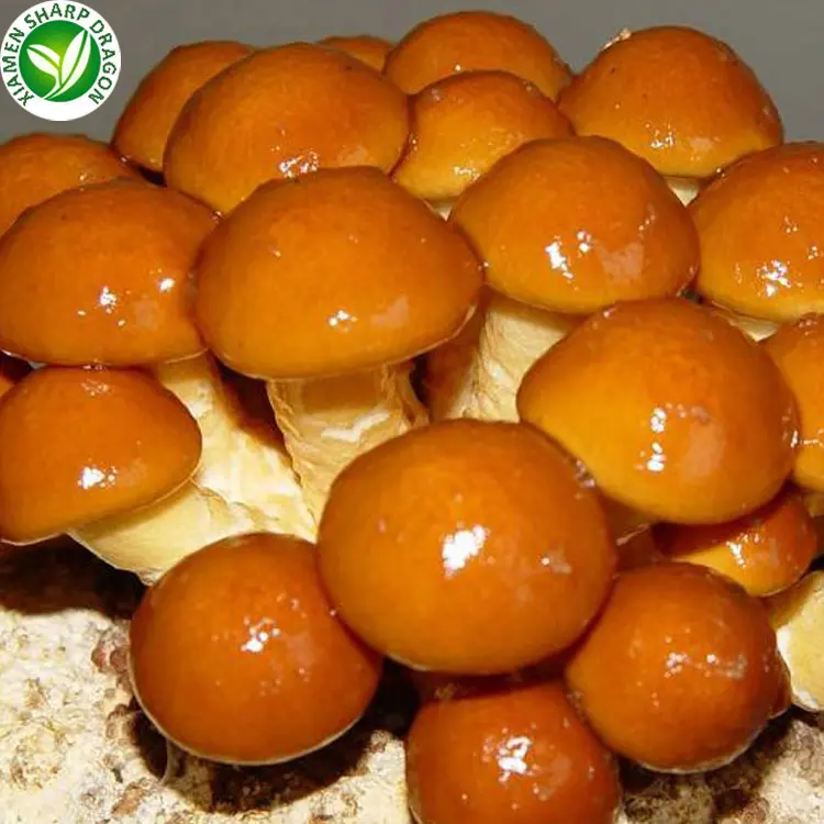I commercianti vendono funghi Nameko congelati IQF selvatici coltivati alla rinfusa biologica BRC certificati all'ingrosso prezzo sano nutriente naturale