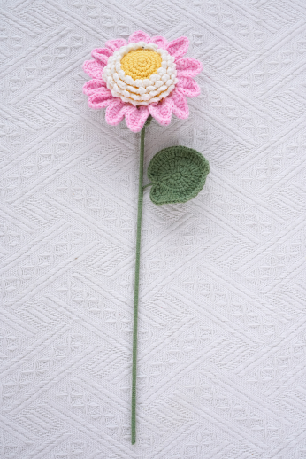 Tournesol rose monocouche avec graines