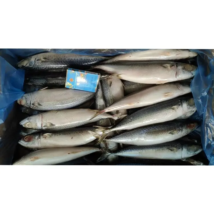 Whole Round Frozen Pacific Mackerel Fish On Sale