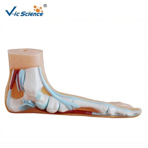 Bilim anatomisi modelleri normal düz ve kemerli ayak anatomisi modeli İnsan vücudu anatomisi 3d model beyin biyoloji için - Product Image 2
