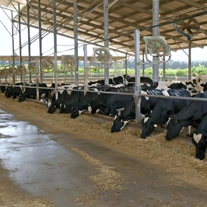 Arctic-Grade Steel Cattle Barn 30x15m -40&deg;C <strong>Rating</strong>, Triple Insulation, Heated Floor <strong>System</strong> - Product Image 4