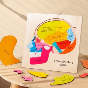 Anatomie des menschlichen Gehirns Struktur Gehirnteile Übereinstimmung Holzbrett-Spiel für Kleinkinder Homeschool-Aktivität Kinder Wissenschaftsspiel