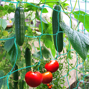 Clematis salatalık domates için güçlü destek 2x2 kafes net rulo 5x350/tırmanma tesisleri için kafes örgü - Product Image 4