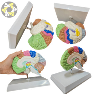 Scienza medica mezzo cervello umano area funzionale modello anatomico per l'insegnamento - Product Image 6