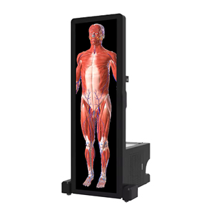 Integrate the Knowledge of <strong>Human</strong> Anatomy 3D Body Hd Digital <strong>Human</strong> Virtual Anatomage Table - Product Image 1