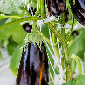 <strong>Net</strong> Knot Firm Not Slippery Cucumber <strong>Tomato</strong> Loofah Passion Fruit and Other Plants Vine Plant <strong>Trellis</strong> <strong>Net</strong> - Product Image 5