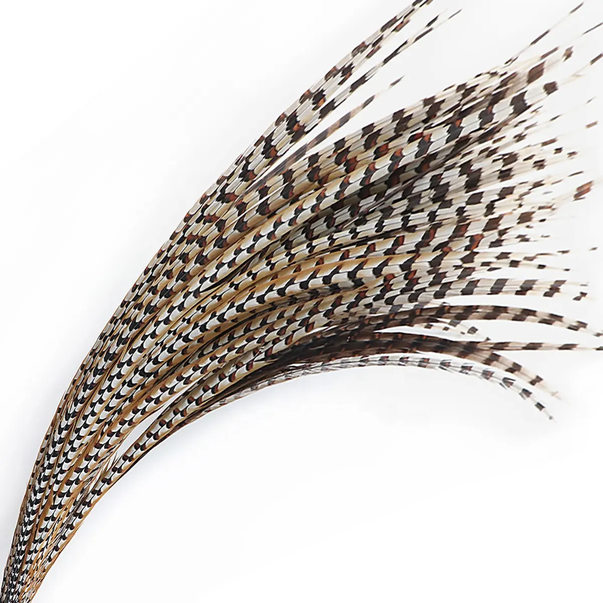 Manufacturer 10-200CM Cheap Large Natural Reeves Pheasant Tail Feathers for Carnival