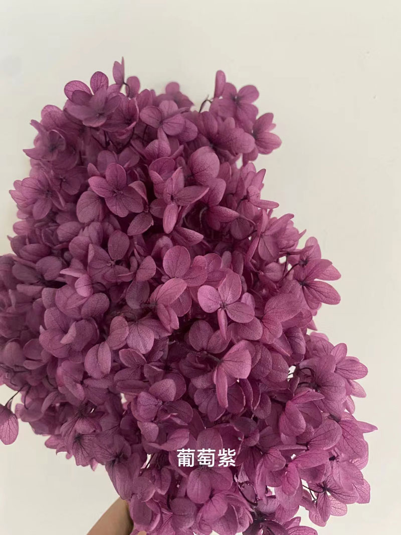 Pourpre raisin