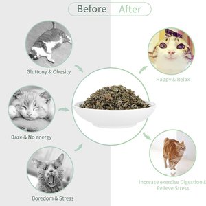 Hoja de hierba gatera seca Natural de calidad superior de etiqueta privada para gatos Hierbas de hierba gatera secas al aire Safe 100% Pure Catnip
