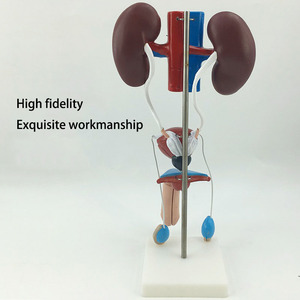 2025 yeni KRC insan erkek üriner modeli üriner sistemi modeli tıbbi öğretim gösteri insan anatomik böbrek modeli - Product Image 5