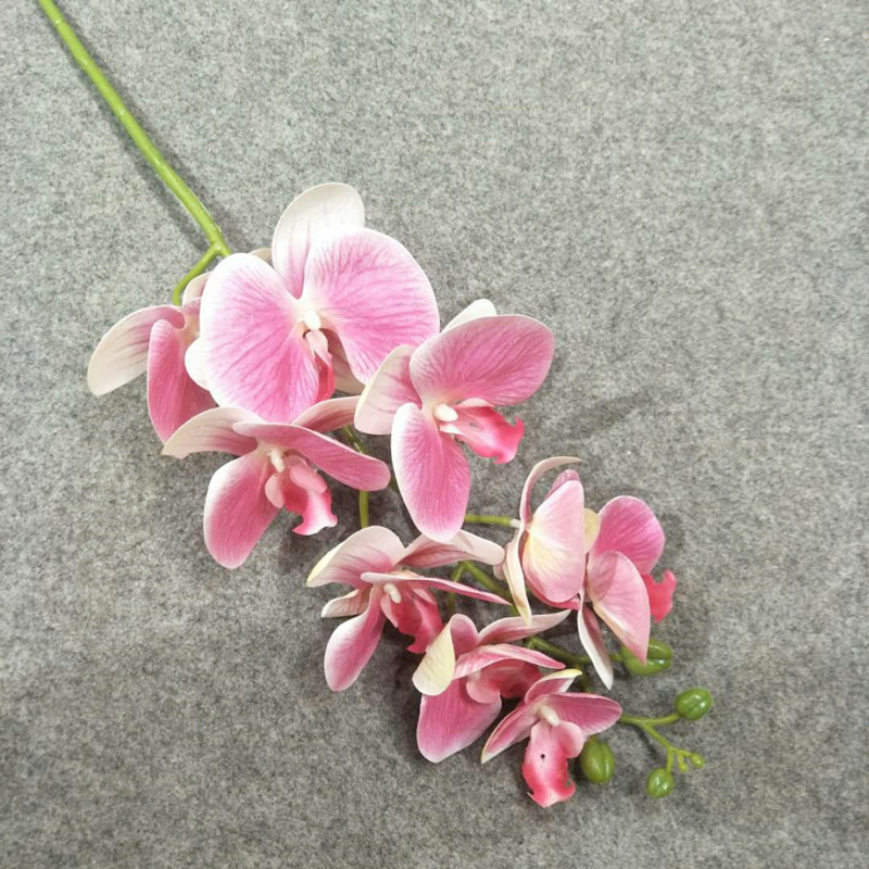 Viola con bianco