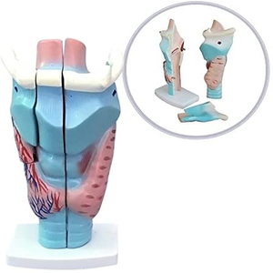 <strong>Human</strong> Anatomical PVC Simulation Magnified Larynx Model for Medical Training - Product Image 5