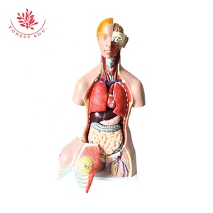İnsan mankeni tıp bilimi 32 parça Unisex kafa gövde ve İç Organ İnsan Torso anatomik modeli - Product Image 2