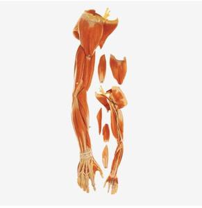 Muscles of Arm with Main Vessels and <strong>Nerve</strong>,Human Arm Muscles Anatomy Model - Product Image 2