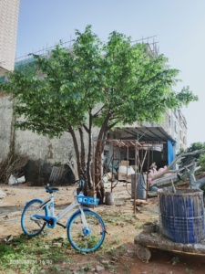 Realistic Style Artificial <strong>Tree</strong> Fake Ficus <strong>Tree</strong> for Indoor Outdoor Wedding Decoration - Product Image 6