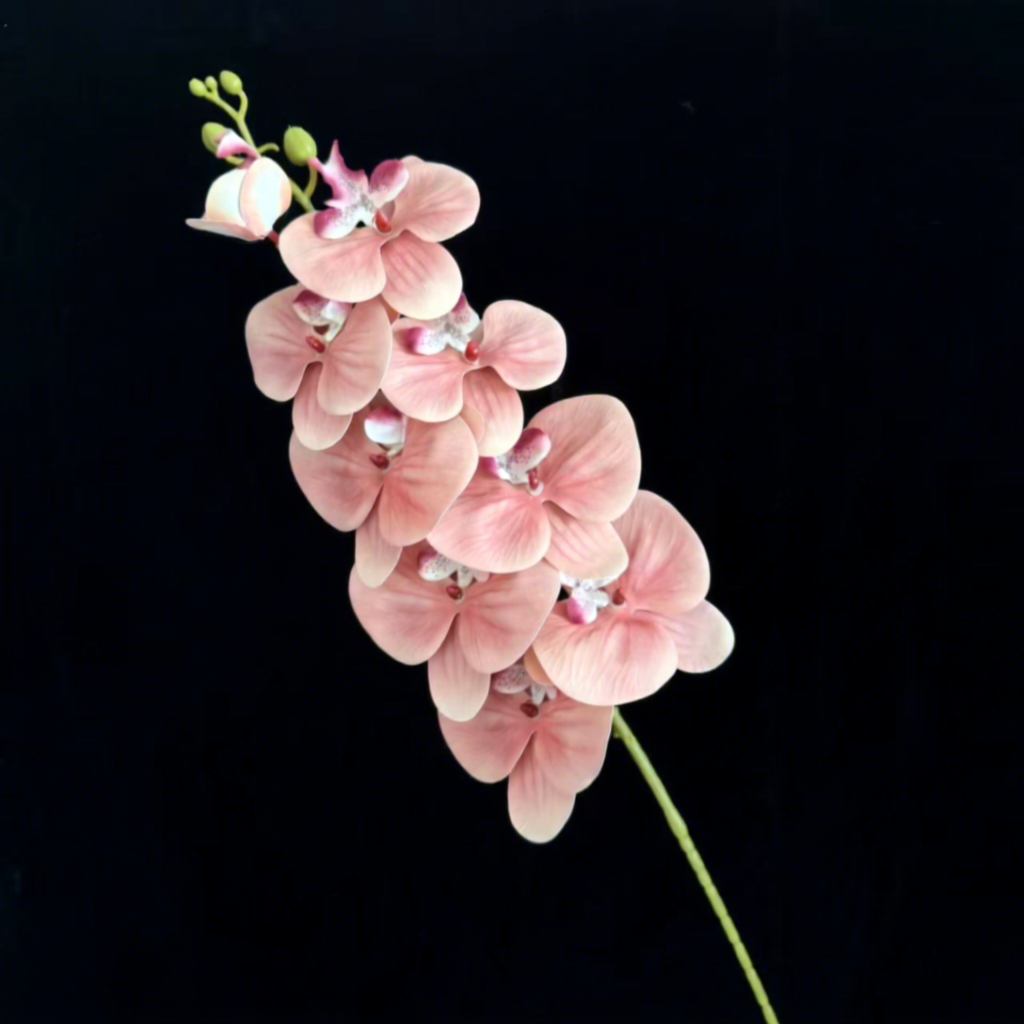 Ambre