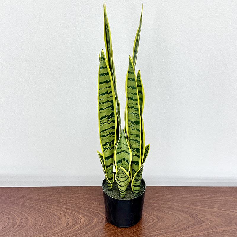 57cm lirio Tigre