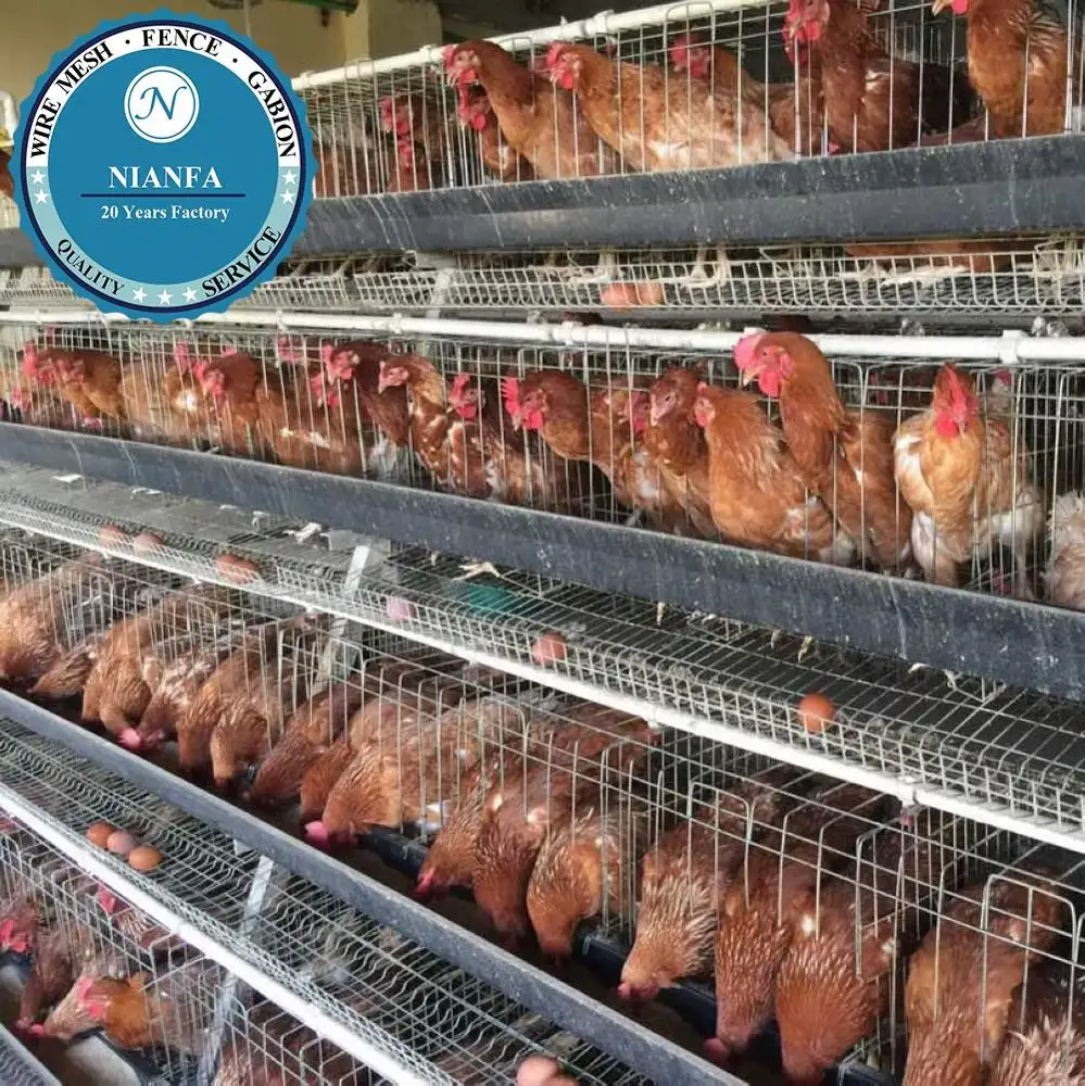 Équipement de ferme avicole d'oeufs de poulet/machine automatique de collecte d'oeufs/cage de couche de poulet (usine de Guangzhou)