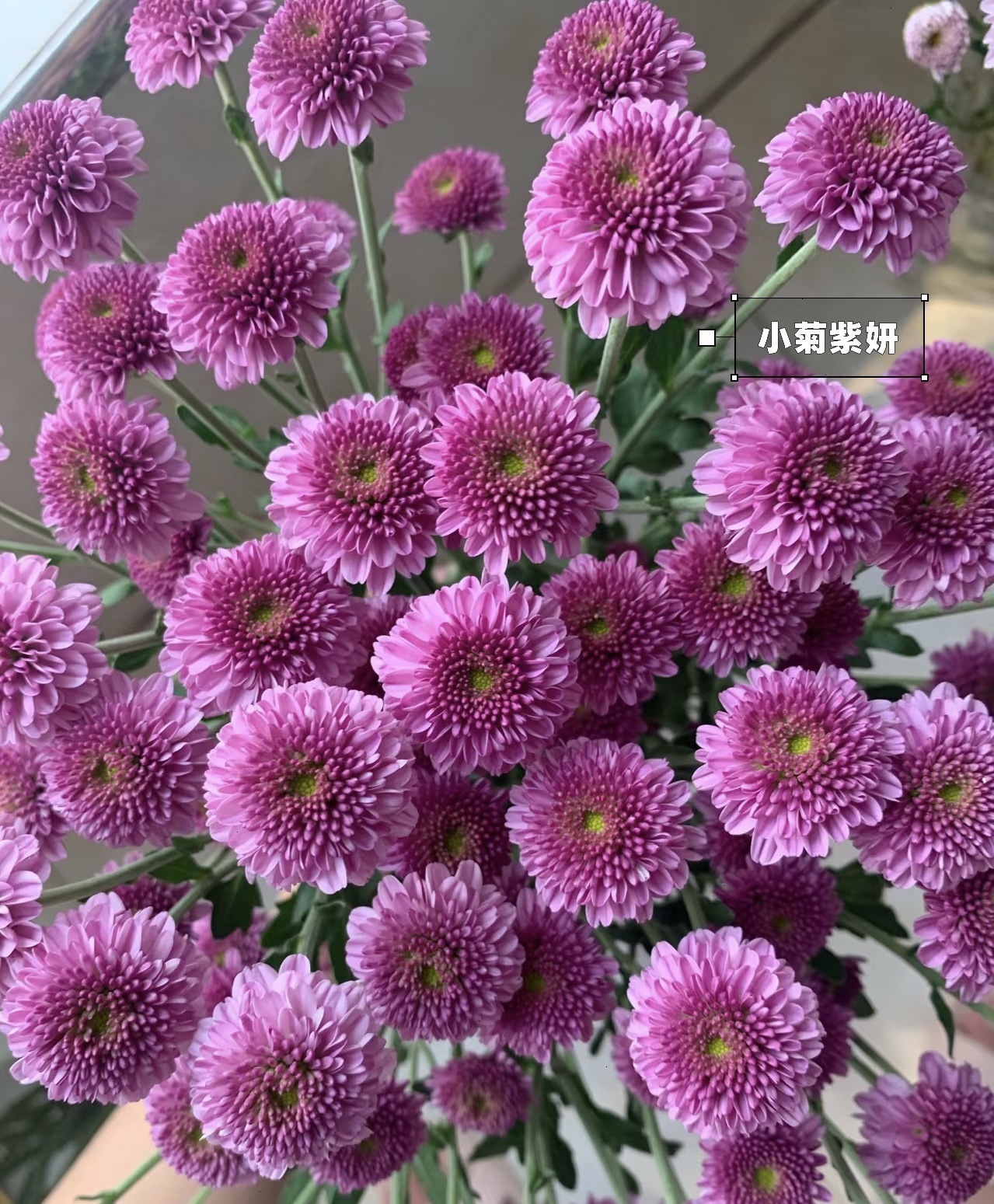 Ziyan 10