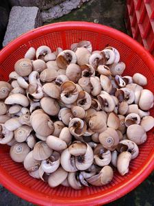 Polished Natural Conch <strong>Shells</strong> Large Snails Sea Snail for DIY Decoration Sea Snails - Product Image 4
