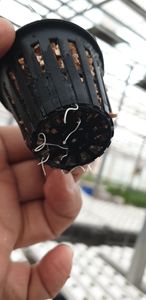 温室商用UV耐性水耕チャネルNftガリPvcパイプ