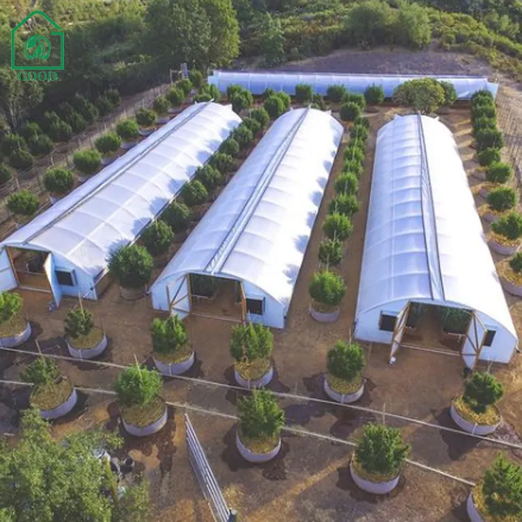 Grande dimensione a basso costo alta serra agricola Tunnel per la coltivazione di pomodoro verde fattoria vegetale