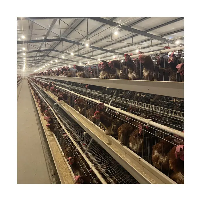 Automatisch A Typ Hühner käfige Eier schicht Geflügelfarmen in Geflügelfarmen verwendet