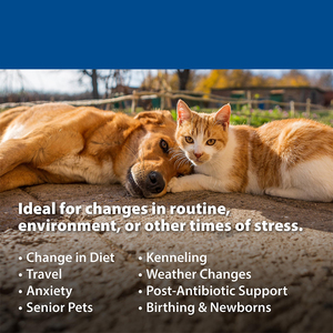 Sindirim bağışıklık desteği için kedi köpek probiyotik takviyesi 15g tüp Pet jel - Product Image 6