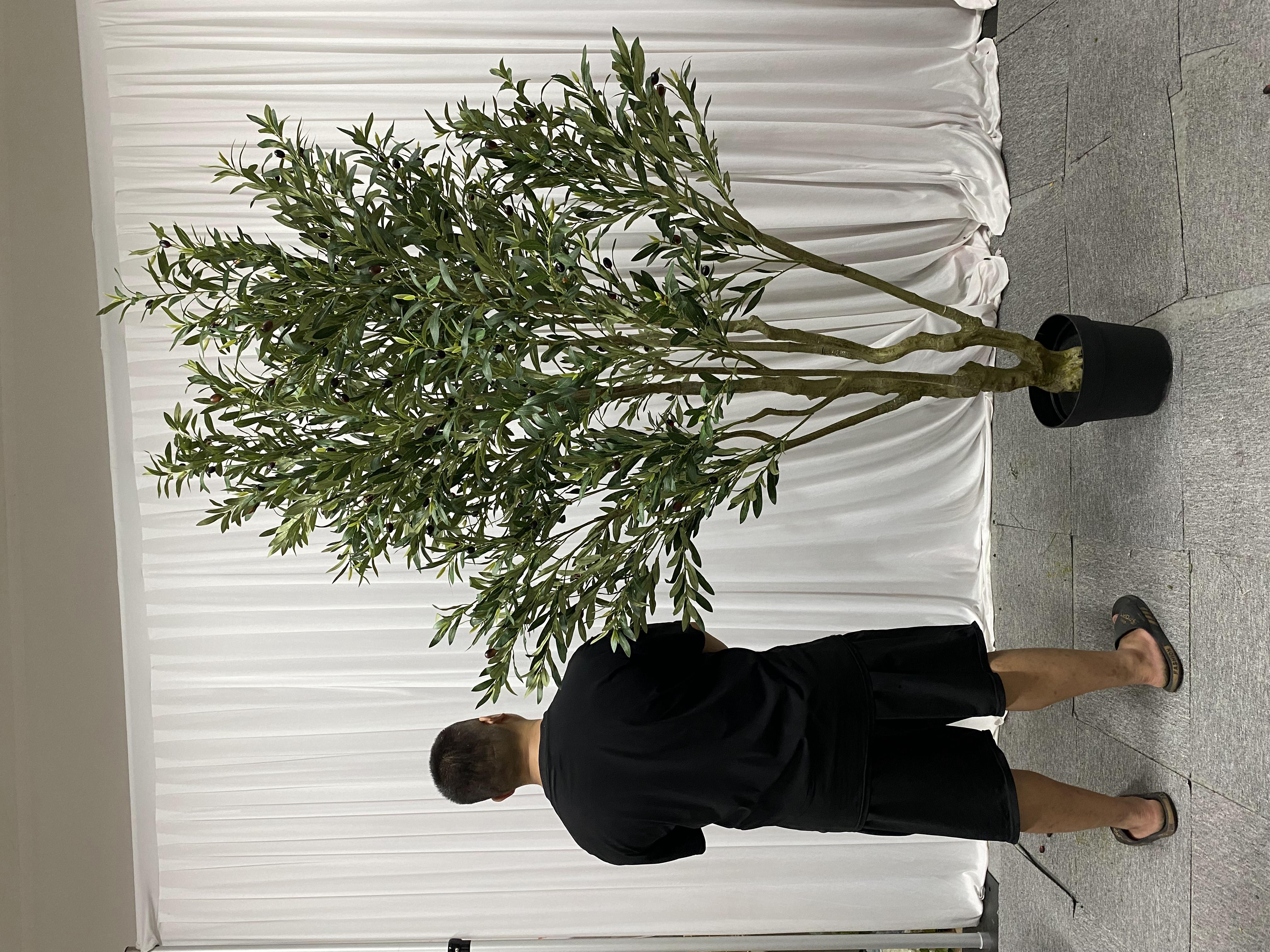 2.4M/7.88Ft; Sans pot