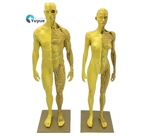 30cm Resin Anatomy Model Artistic CG Drawing Sculpture for Fine <strong>Arts</strong> and Medical School Teaching Muscle and Skeleton Structure - Product Image 1
