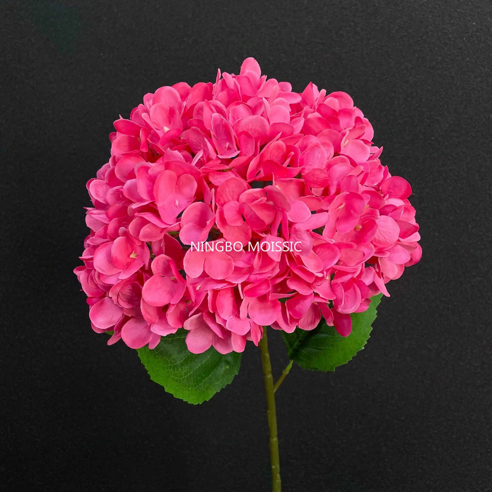 กุหลาบต้นแมดเด