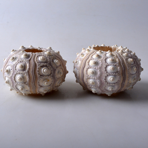 Tự Nhiên Biển Nhím Vỏ Bình Tinh Tế Độc Đáo Dứa Thiết Kế Cổ Điển Trong Nhà Và Ngoài Trời Nhà Máy Nồi Thanh Lịch Món Quà Cưới Ý Tưởng - Product Image 4