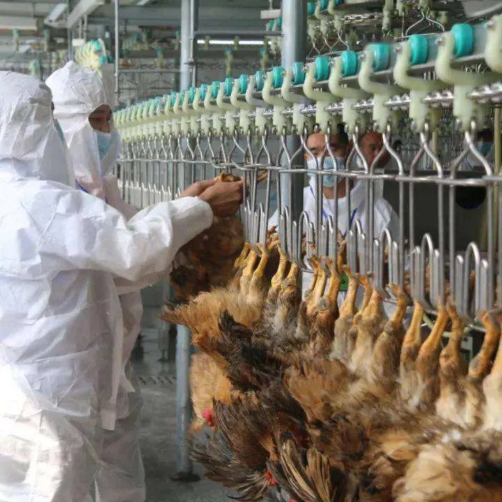 Removedor de plumas de matadero de pollos de matadero de aves de corral a pequeña escala