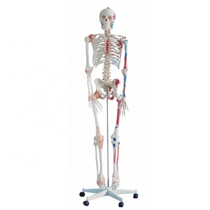Mecan tıbbi % Model beyin İnsan eğitim bilimleri anatomisi modelleri sinirlerle çıkarılabilir iskelet modeli - Product Image 1