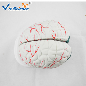 Neues Stil Gehirn modell anatomisches Gehirn Plastik modell menschliche Anatomie des Gehirns imulation Lehr modell - Product Image 5