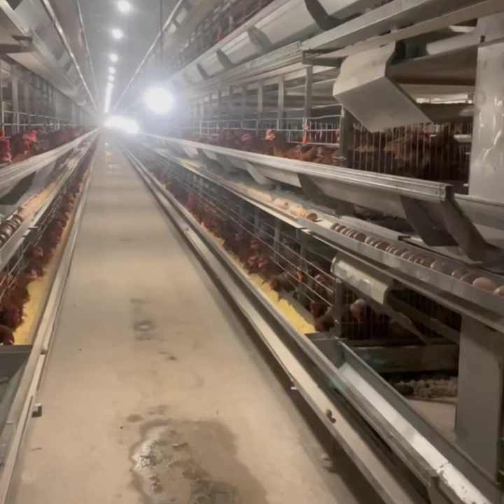 Fully Automatic Feeding System H-Type Chicken Battery Cage for Egg Layer Hens New & Used for Home Use & Farm Made of Steel