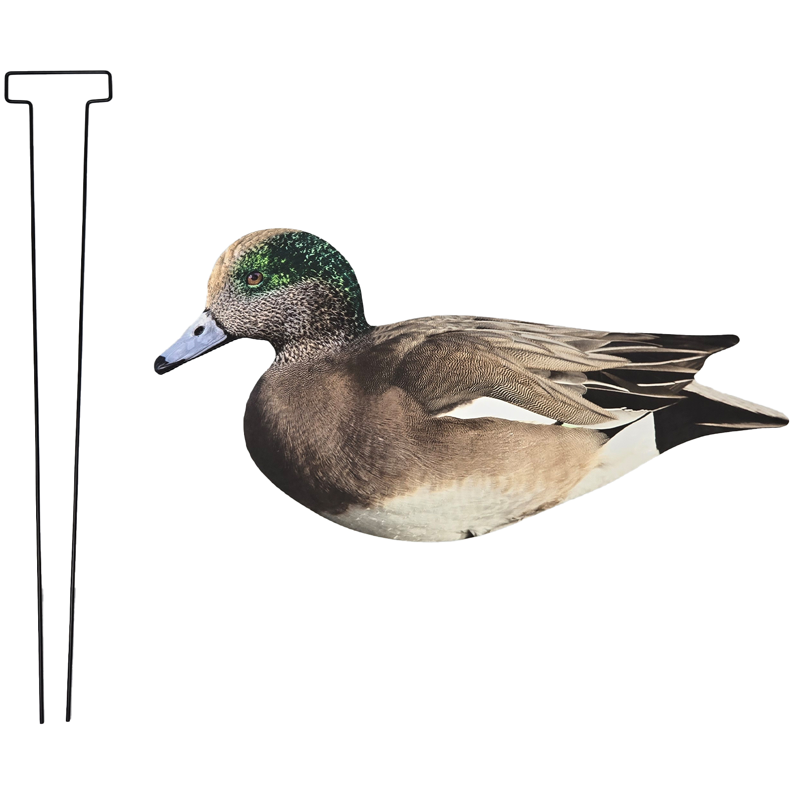 SQ338-1 American Wigeon Cabeza manchada blanca