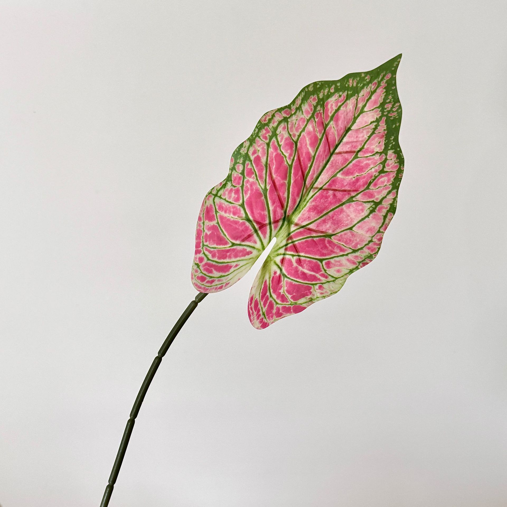 Rose red with green border
