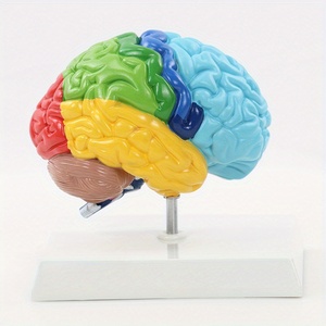 Cervello destro modello anatomico 1:1 cervello destro Area funzionale modello anatomico del cervello adatto per l'apprendimento dell'insegnamento medico - Product Image 1