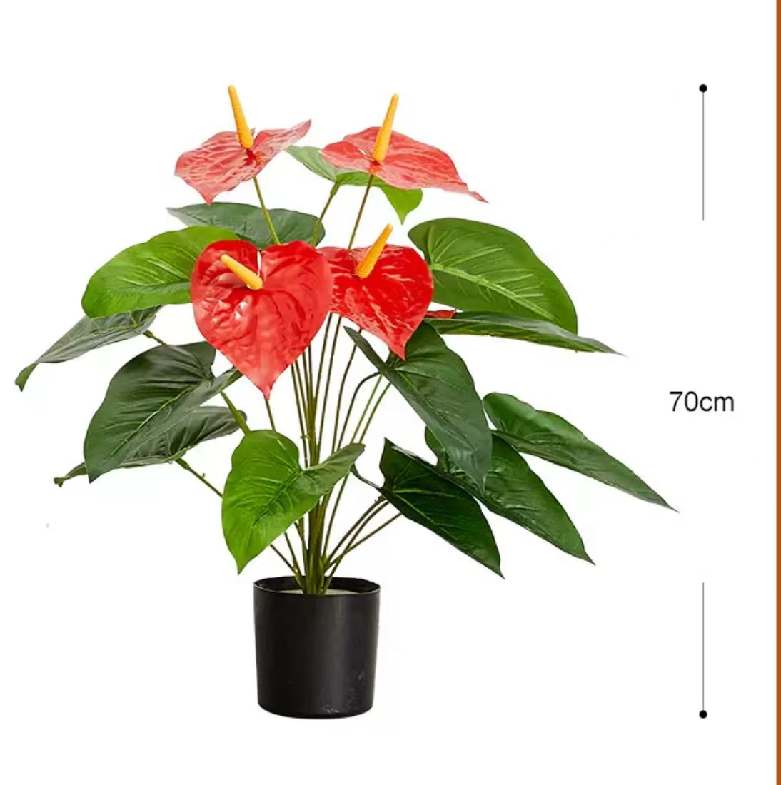 70 cm/27,6 pulgadas anturio