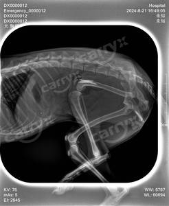 犬馬動物X線機械ペットポータブルLCD医療用X線ユニット小型獣医X線システム中国工場価格 - Product Image 5
