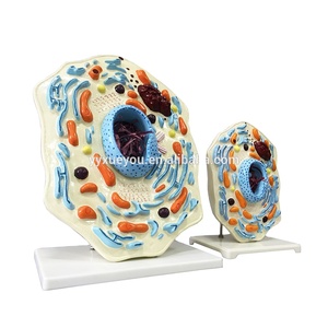 Animal Thin Chest <strong>Model</strong> Animal Cell Structure Microscopically Magnified Golgi Mitochondrial Organism - Science <strong>Kits</strong> - Product Image 1
