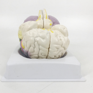 BMN/N026C modello di localizzazione funzionale nella corteccia cerebrale per la scienza medica vivido modello di anatomia della medicina del cervello - Product Image 2