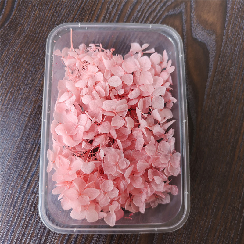 Boîte d'hortensias lobulaires Anna, coloration décolorée rose, 5g.