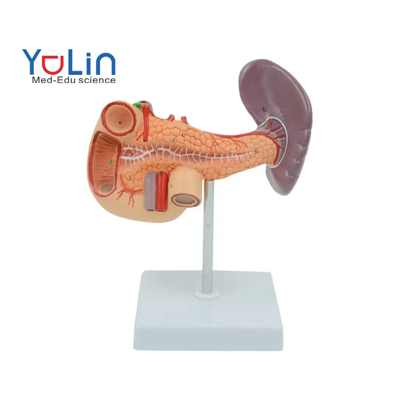 Modello anatomico medico modello anatomico del fegato umano in PVC popolare modello anatomico della linfa del fegato umano modello anatomico