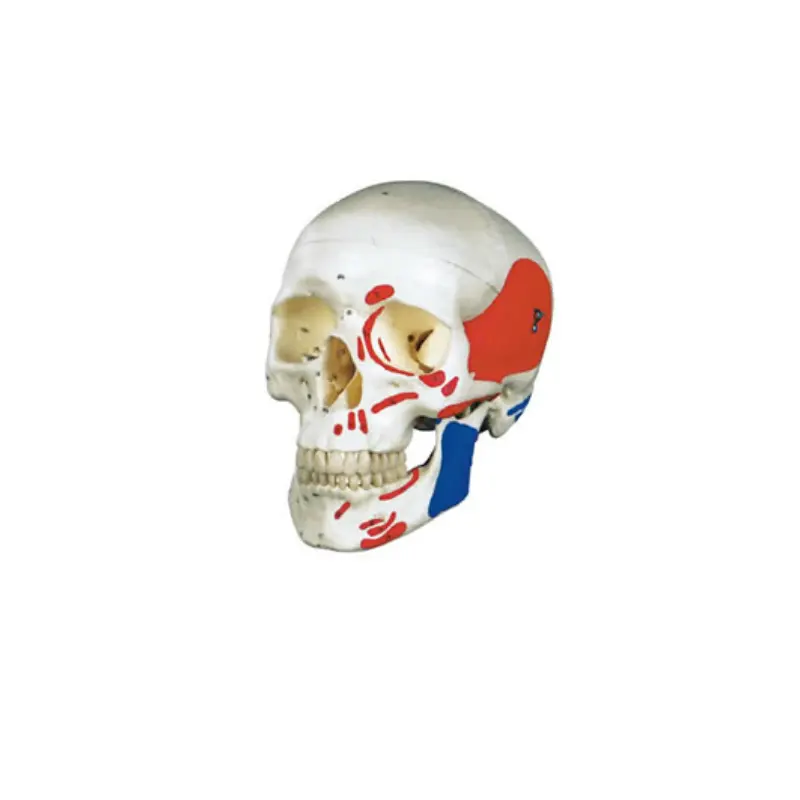 Cráneo de plástico de tamaño real para ADA-A1012, modelo de enseñanza anatómica con músculo de color, 3 piezas