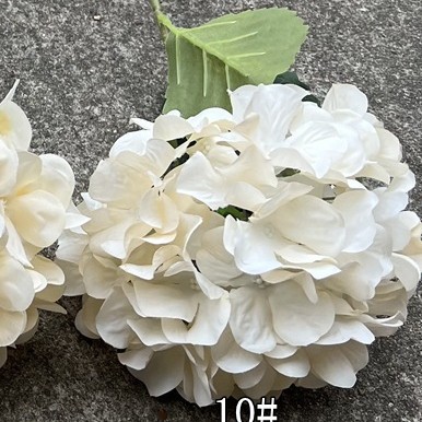 10 Hortensias coréens champagne - Offre spéciale