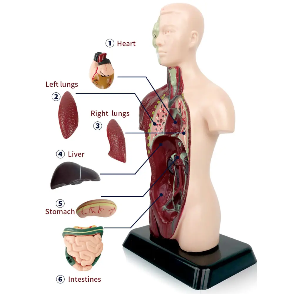 Ferramentas de demonstração da sala de aula, anatomia humana realista exibe modelo de corpo humano para educação