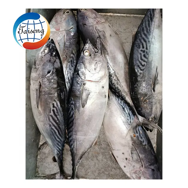 China Bonito congelado marisco pescado con mejor precio de comercialización