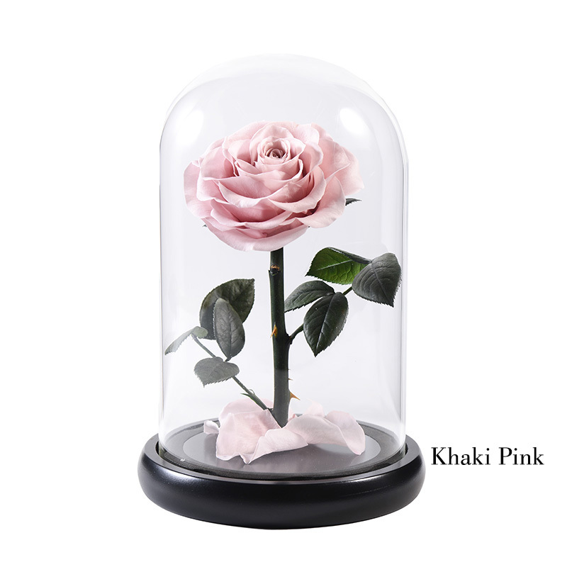 08 kaki rose